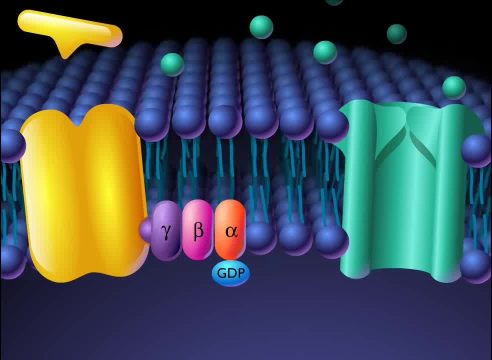 2022-05-16袁有平mitosis and cytokine.