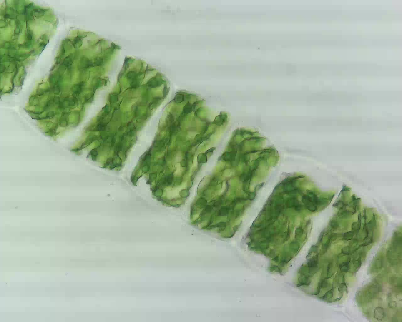 质壁分离后的水绵细胞.2022-05-29章小维【3d演示】高中生物动.